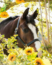 Красивая лошадь среди цветов
