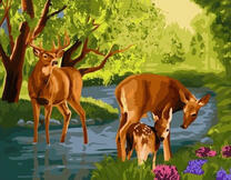 Молодые олени на водопое