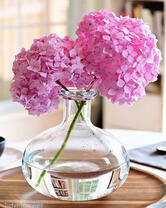 Два цветка гортензии в прозрачной вазе