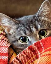 Котик под красным пледом