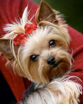 Уставший йорк