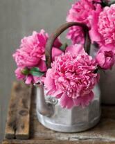 Розовые пионы в старом чайничке