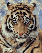 Красивый тигр с голубыми глазами