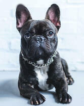 Милый французский бульдожек