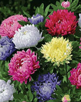 Разноцветные хризантемы