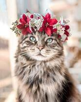 Пушистая кошечка с веночком на голове