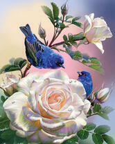 Синие птички на больших розах