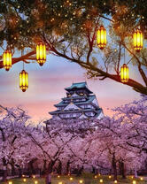 Фонарики среди сакур в саду