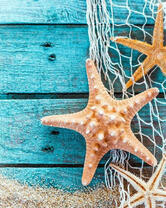 Морские звезды