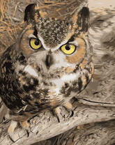 Желтоглазая сова на ветке