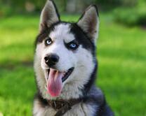 Радостный хаски