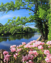 Вид на реку сквозь розовые цветы