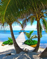 Пальмы на песчаном берегу океана