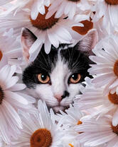 Черно-белый котик среди ромашек