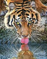 Тигр на водопое