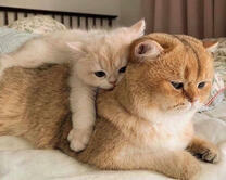 Маленький котёнок на пушистой кошечке