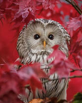 Филин среди красной листвы