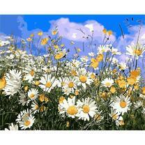 Ромашковое поле