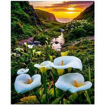 Белые каллы и закат над морем