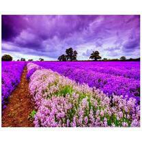 Лавандовое поле под грозовыми тучами