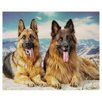 Две овчарки и вид на горы