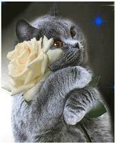 Серая кошечка с белой розой