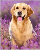 Милый лабрадор среди лаванды