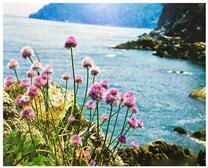 Цветение клевера на фоне моря и гор