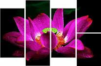 Цветок неимоверной красоты