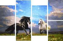 Черный и белый конь на лугу