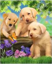 Бабочка и три щенка лабрадора