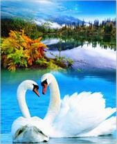 Лебеди на живописном осеннем озере