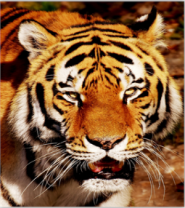 Большой тигр на золотистой поляне