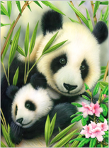 Мама и детёныш панды в бамбуковой роще