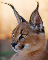 Гордая рысь