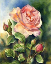 Розовая роза в акварели