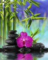 Бамбук орхидея и камушки