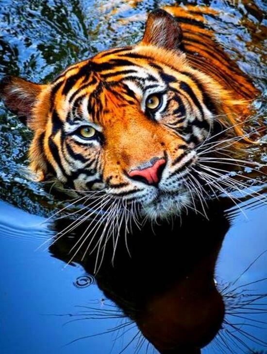 Алмазная мозаика 40x50 Красивый тигр в тихом озере