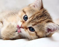 Милый маленький котёнок