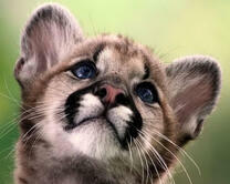 Милый малыш пумы