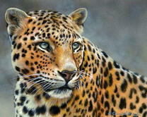 Красивый гепард