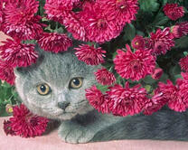 Серая кошечка под багровыми хризантемами