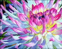 Красочный цветок хризантемы