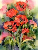 Маки акварелью