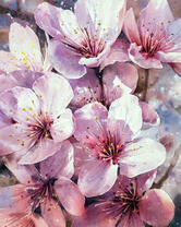 Красивый цвет сакуры