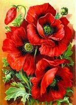 Красивые цветущие маки крупным планом