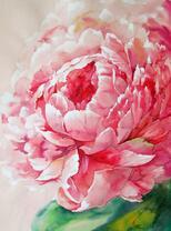 Розовый цветок пиона крупным планом