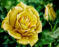 Желтые розы в саду