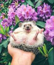 Весёлый ёжик в цветущих кустах