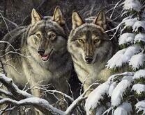 Дикие волки на охоте